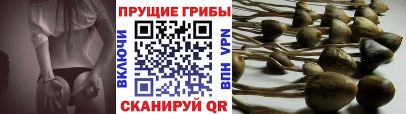 Галлюциногенные грибы прущие грибы ОМГ ОМГ ТОР Удачный
